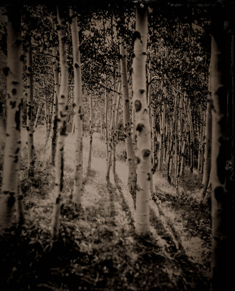 Aspen Portrait 3