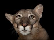 A federally endangered Florida panther, Puma concolor coryi, at Tampa's Lowry Park Zoo.