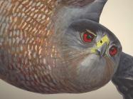 detail of bird in flight, close up on face and beak