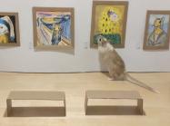 Gerbils look at fake art
