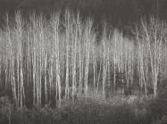 detail of photo of trees