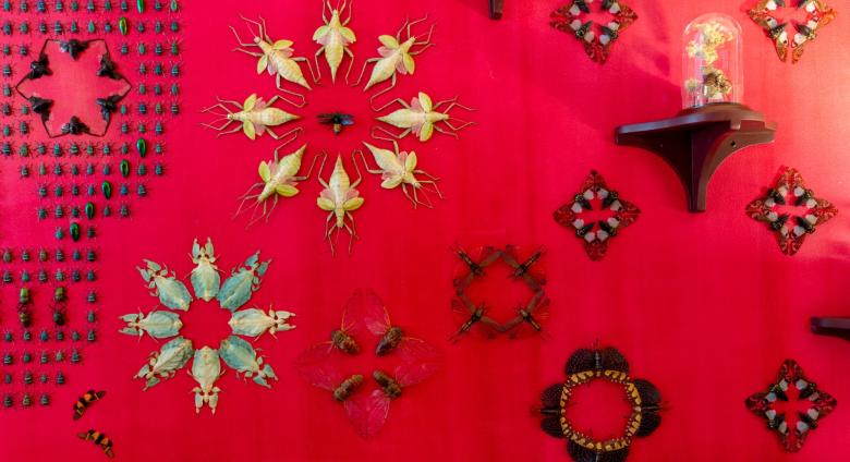 Jennifer Angus installation, a red wall with insects pinned to it arranged in intricate patterns