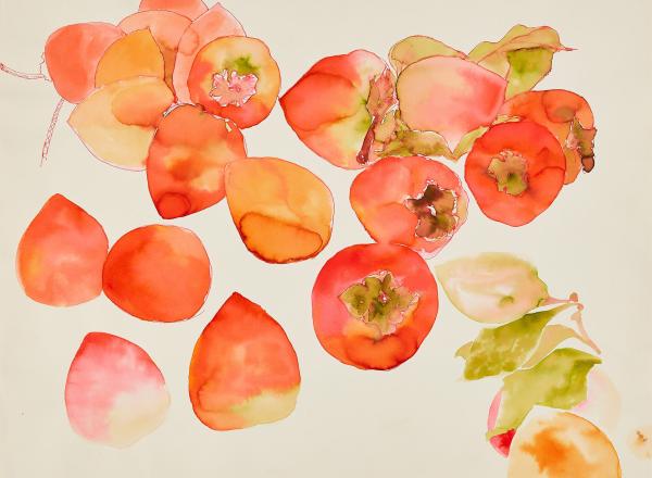 Ruth Asawa Untitled (WC.252, Persimmons), c. 1970s–80s Watercolor on paper 14 x 17 in. (35.6 x 43.2 cm) Private collection. Artwork © 2023 Ruth Asawa Lanier, Inc./Artists Rights Society (ARS), New York. Courtesy David Zwirner