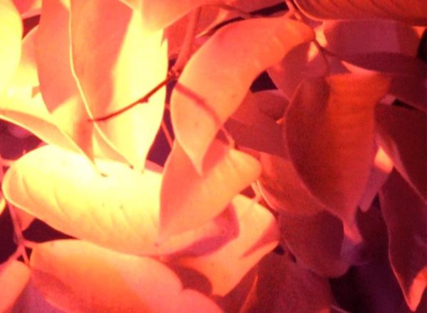 Infrared shot of leaves. Gives orange, dark, spooky effect 