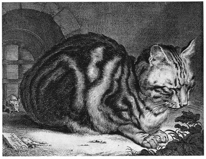 Cornelis Visscher, Sleeping Cat, 1657. Etching.