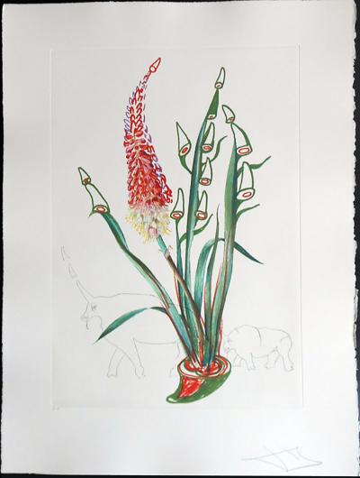 Dalí, Rhinos from the Surrealist Flowers series, 1972. Engraving Photogravure print.