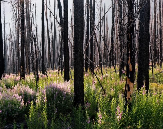 Laura McPhee photograph of tall, dark tree trunks with grassy undergrowth