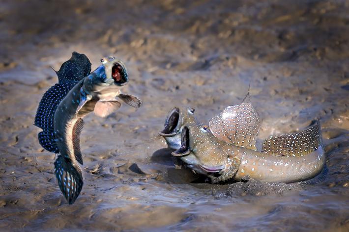 See who jumps high Highly Commended Winner Chu han lin, Mudskipper, Taiwan.